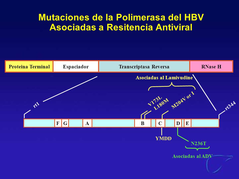 Mutaciones de la Polimerasa del HBV Asociadas a Resitencia Antiviral