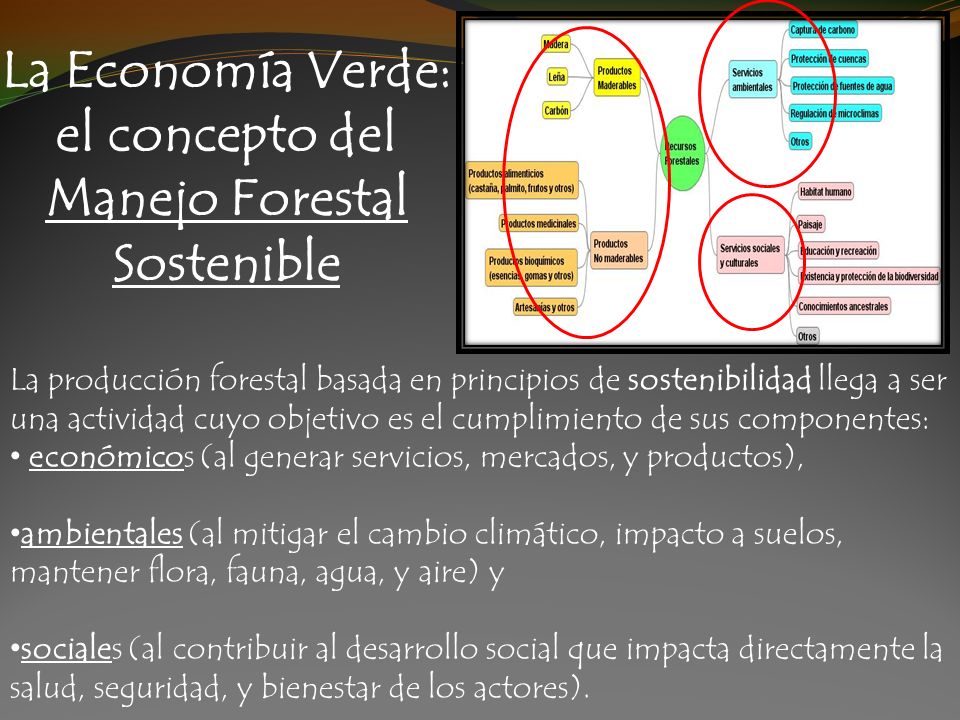 La Economía Verde: el concepto del Manejo Forestal Sostenible