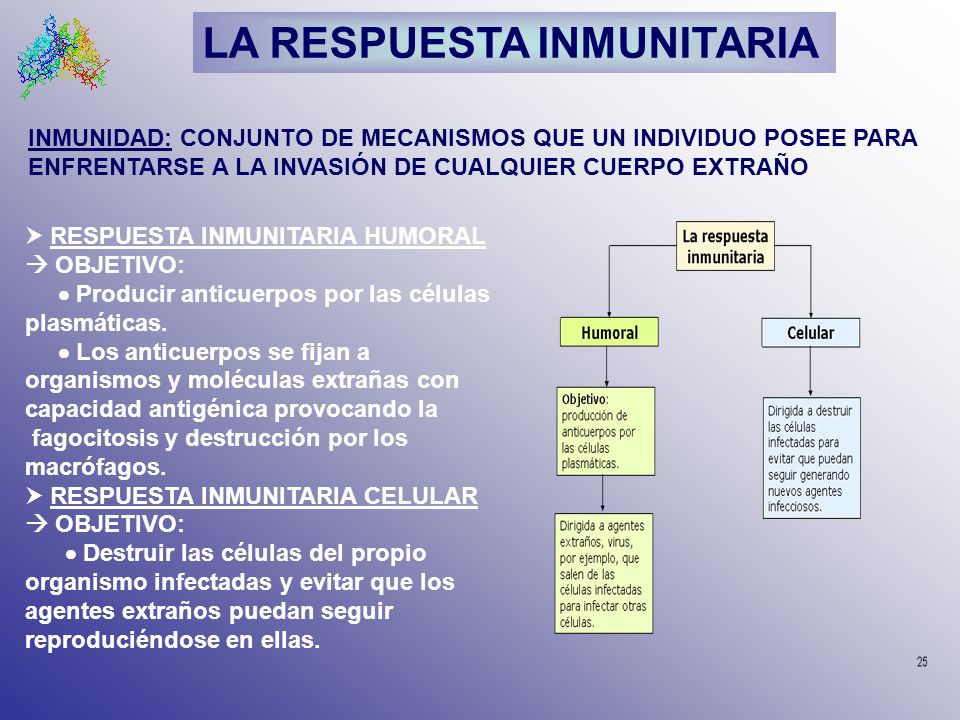 LA RESPUESTA INMUNITARIA
