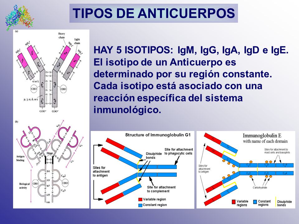 TIPOS DE ANTICUERPOS HAY 5 ISOTIPOS: IgM, IgG, IgA, IgD e IgE.