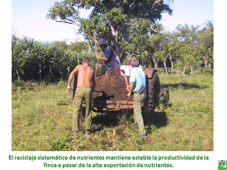 El reciclaje sistemático de nutrientes mantiene estable la productividad de la finca a pesar de la alta exportación de nutrientes.