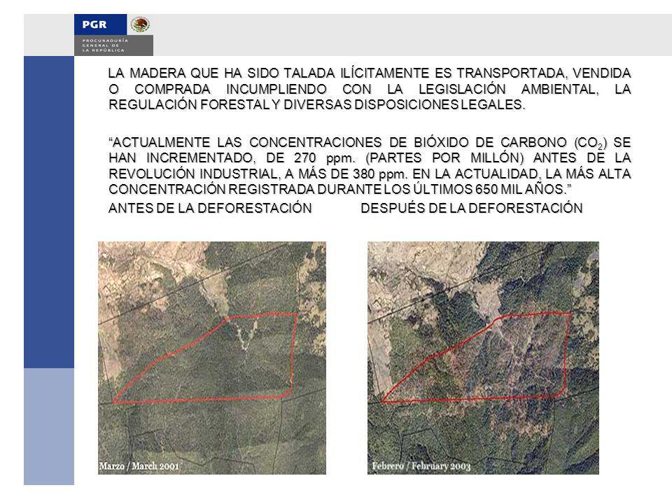 LA MADERA QUE HA SIDO TALADA ILÍCITAMENTE ES TRANSPORTADA, VENDIDA O COMPRADA INCUMPLIENDO CON LA LEGISLACIÓN AMBIENTAL, LA REGULACIÓN FORESTAL Y DIVERSAS DISPOSICIONES LEGALES.