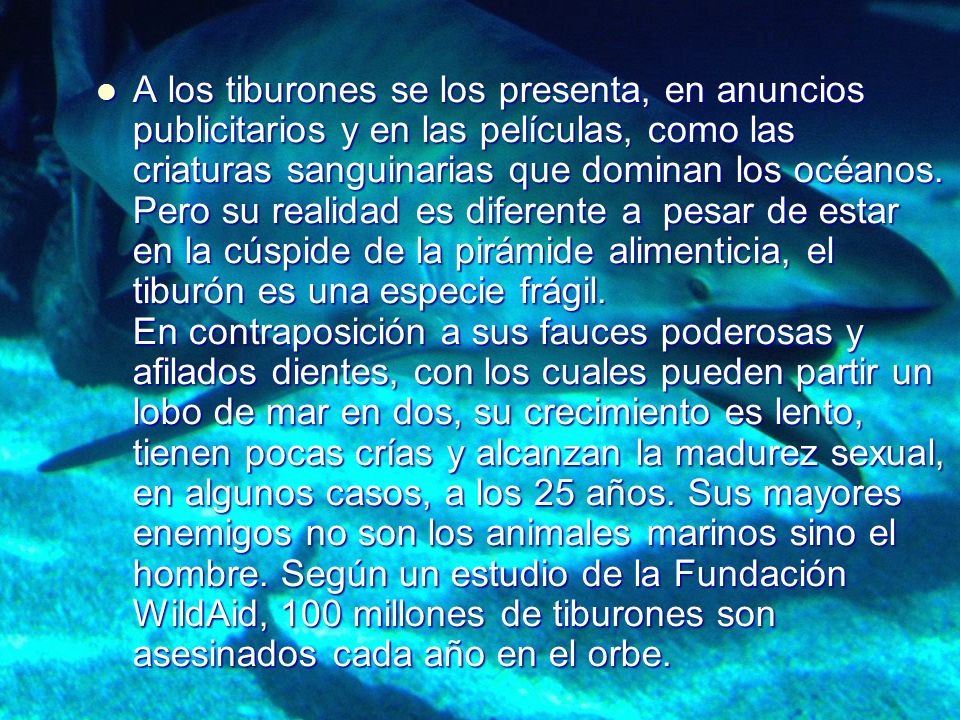 A los tiburones se los presenta, en anuncios publicitarios y en las películas, como las criaturas sanguinarias que dominan los océanos.