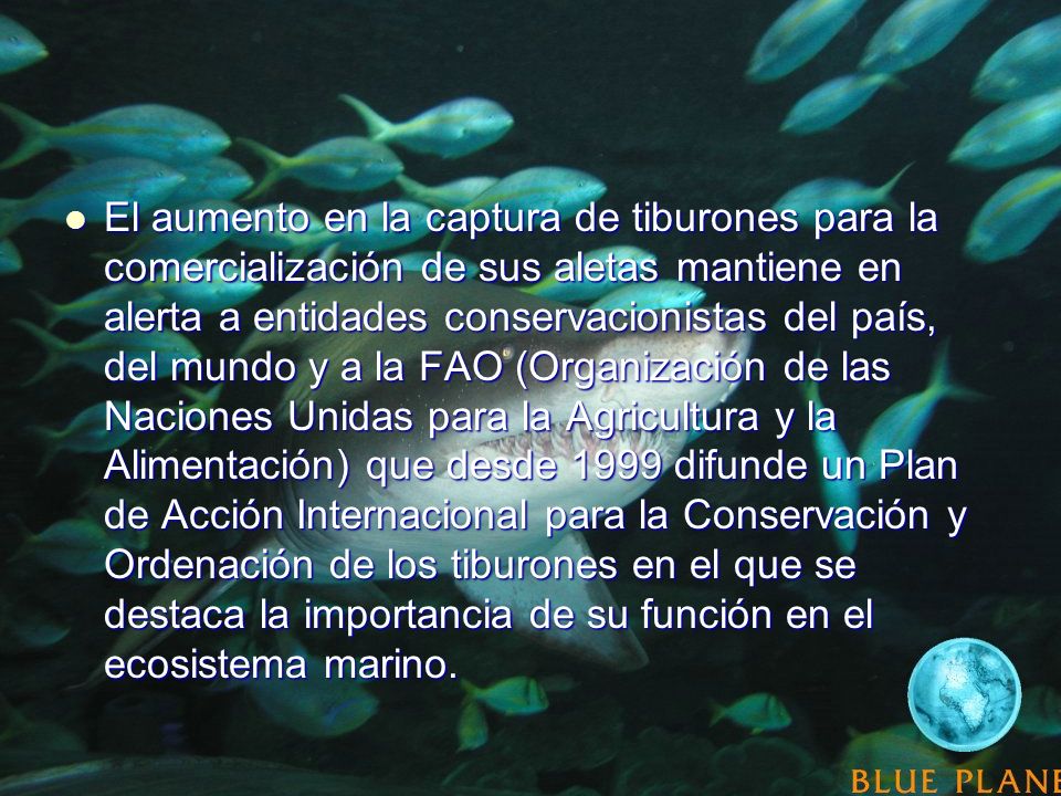 El aumento en la captura de tiburones para la comercialización de sus aletas mantiene en alerta a entidades conservacionistas del país, del mundo y a la FAO (Organización de las Naciones Unidas para la Agricultura y la Alimentación) que desde 1999 difunde un Plan de Acción Internacional para la Conservación y Ordenación de los tiburones en el que se destaca la importancia de su función en el ecosistema marino.
