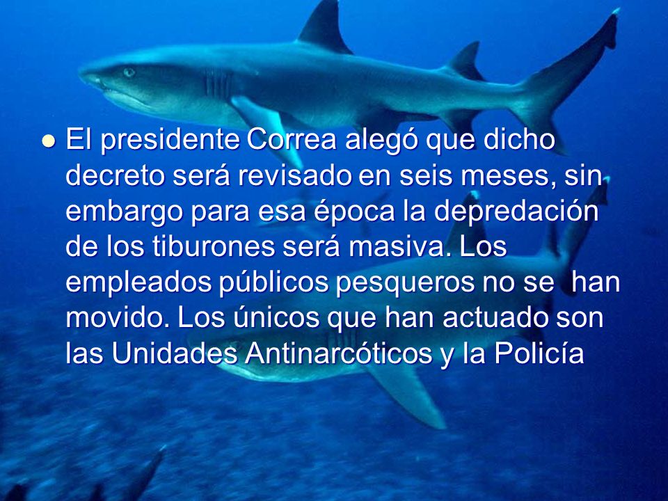 El presidente Correa alegó que dicho decreto será revisado en seis meses, sin embargo para esa época la depredación de los tiburones será masiva.