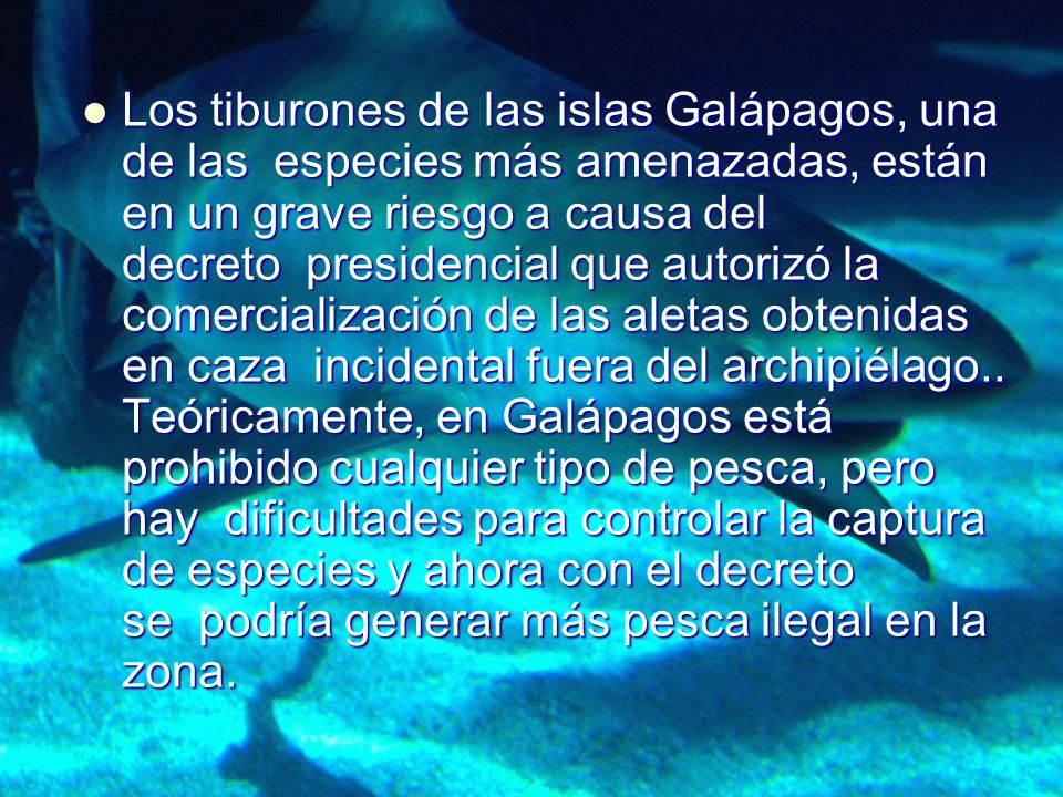 Los tiburones de las islas Galápagos, una de las especies más amenazadas, están en un grave riesgo a causa del decreto presidencial que autorizó la comercialización de las aletas obtenidas en caza incidental fuera del archipiélago..