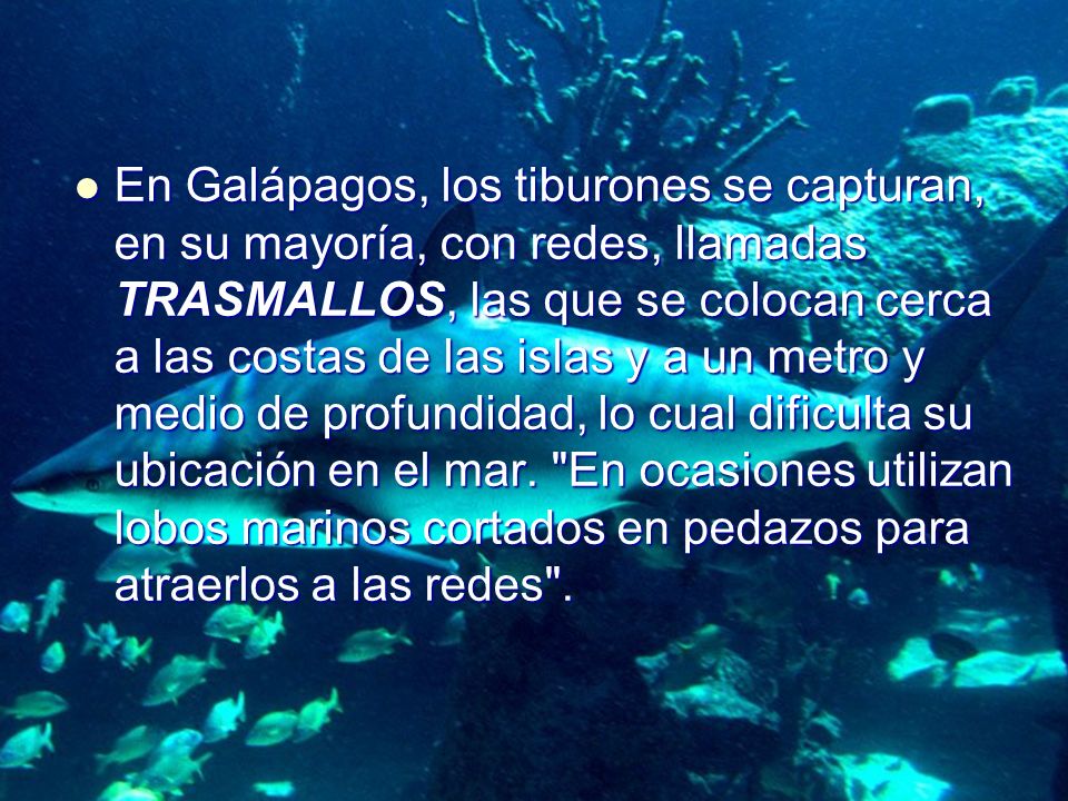 En Galápagos, los tiburones se capturan, en su mayoría, con redes, llamadas TRASMALLOS, las que se colocan cerca a las costas de las islas y a un metro y medio de profundidad, lo cual dificulta su ubicación en el mar.