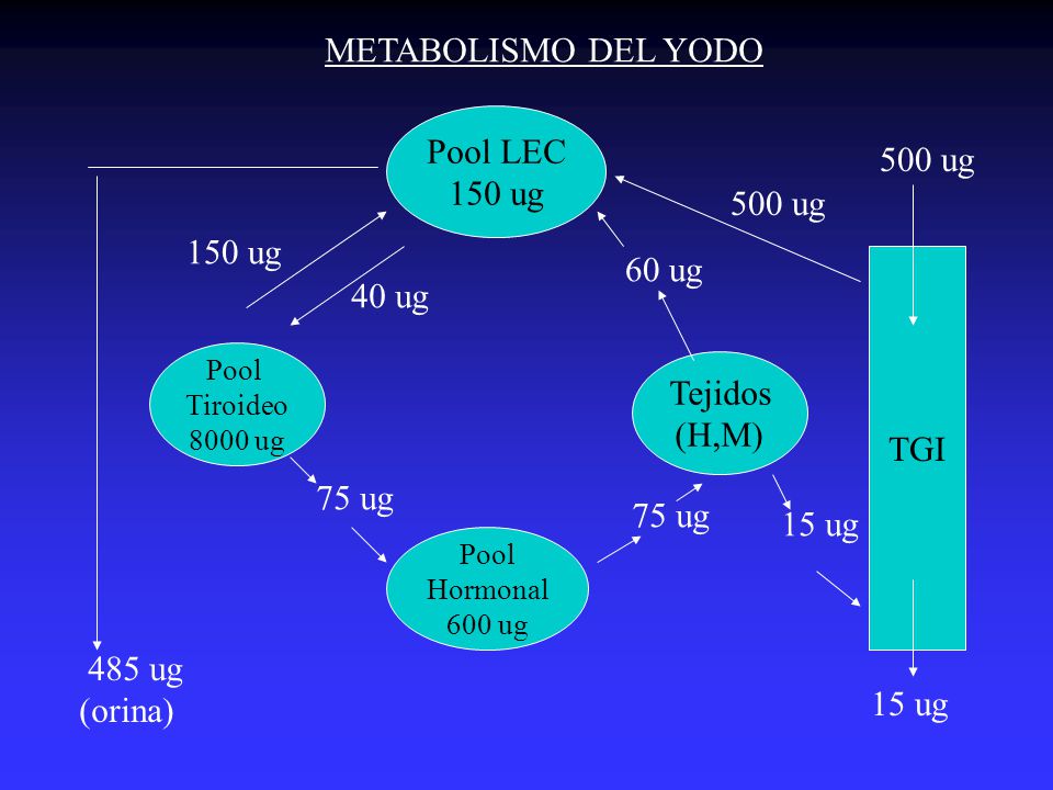 METABOLISMO DEL YODO Pool LEC 500 ug 150 ug 500 ug 150 ug 60 ug 40 ug