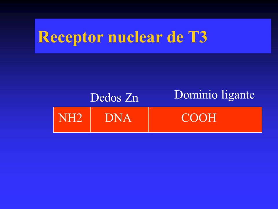 Receptor nuclear de T3 Dominio ligante Dedos Zn NH2 DNA COOH