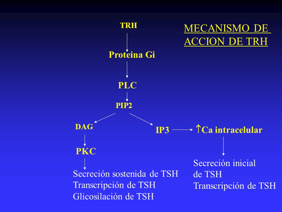 MECANISMO DE ACCION DE TRH Proteina Gi PLC IP3 Ca intracelular PKC