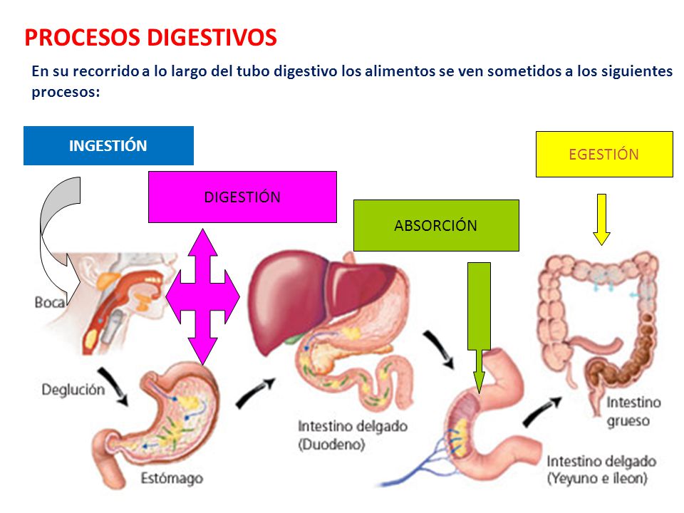PROCESOS DIGESTIVOS En su recorrido a lo largo del tubo digestivo los alimentos se ven sometidos a los siguientes procesos: