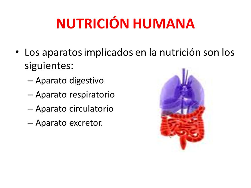 NUTRICIÓN HUMANA Los aparatos implicados en la nutrición son los siguientes: Aparato digestivo. Aparato respiratorio.