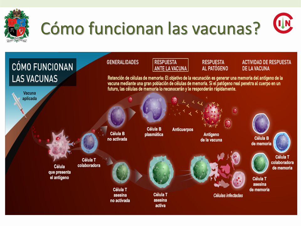 Cómo funcionan las vacunas
