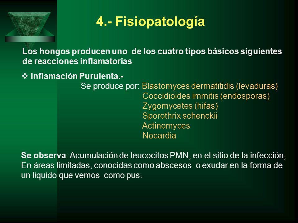 4.- Fisiopatología Los hongos producen uno de los cuatro tipos básicos siguientes. de reacciones inflamatorias.