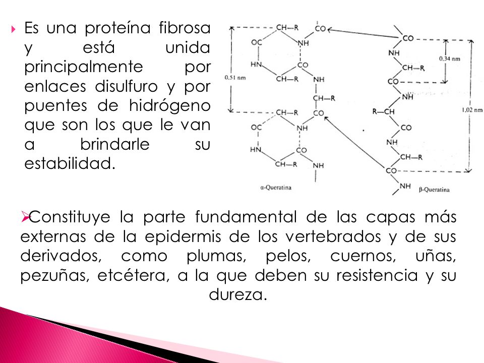 Es una proteína fibrosa y está unida principalmente por enlaces disulfuro y por puentes de hidrógeno que son los que le van a brindarle su estabilidad.