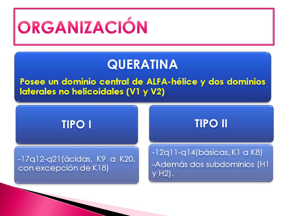 ORGANIZACIÓN QUERATINA TIPO I TIPO II