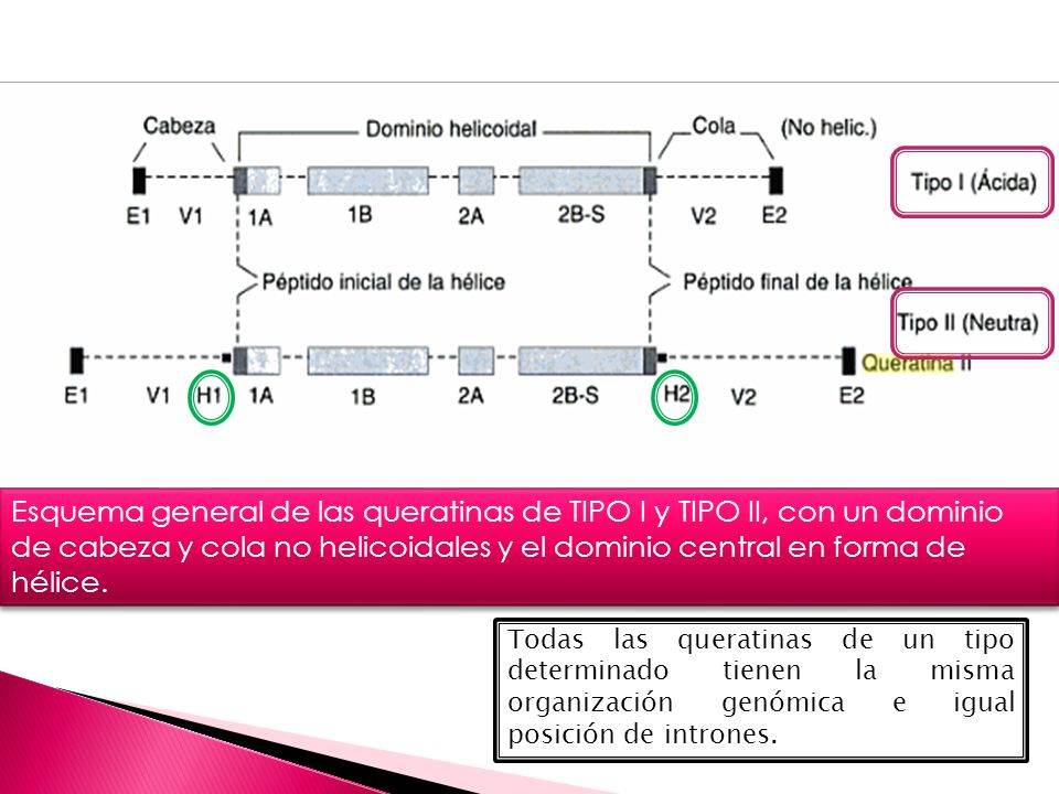 Esquema general de las queratinas de TIPO I y TIPO II, con un dominio de cabeza y cola no helicoidales y el dominio central en forma de hélice.