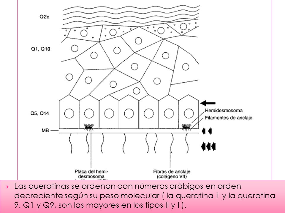 Las queratinas se ordenan con números arábigos en orden decreciente según su peso molecular ( la queratina 1 y la queratina 9, Q1 y Q9, son las mayores en los tipos II y I ).