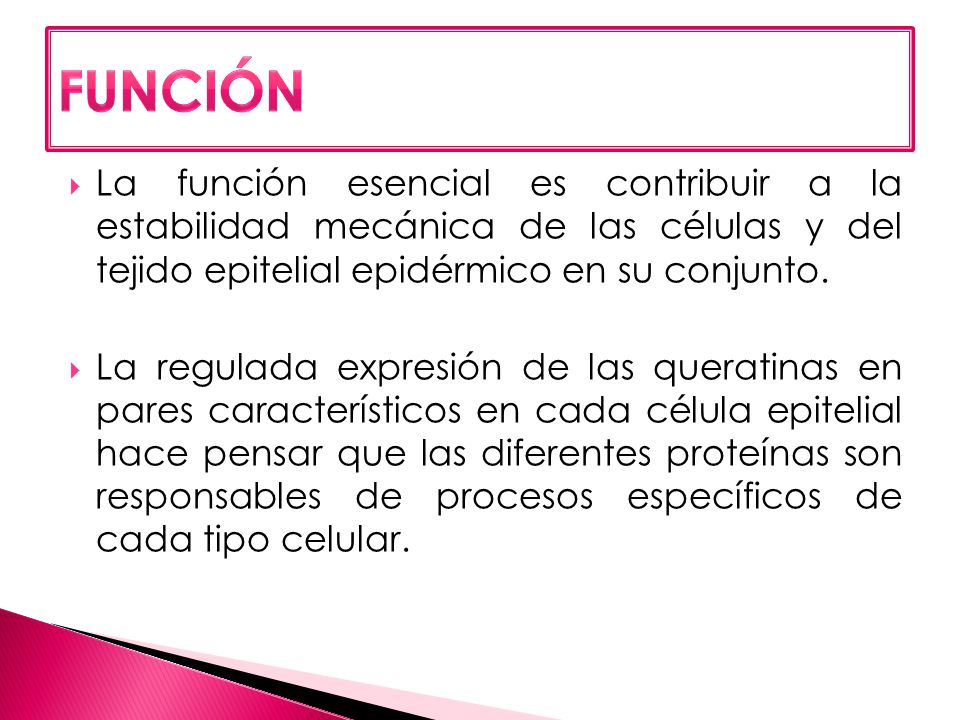 FUNCIÓN La función esencial es contribuir a la estabilidad mecánica de las células y del tejido epitelial epidérmico en su conjunto.
