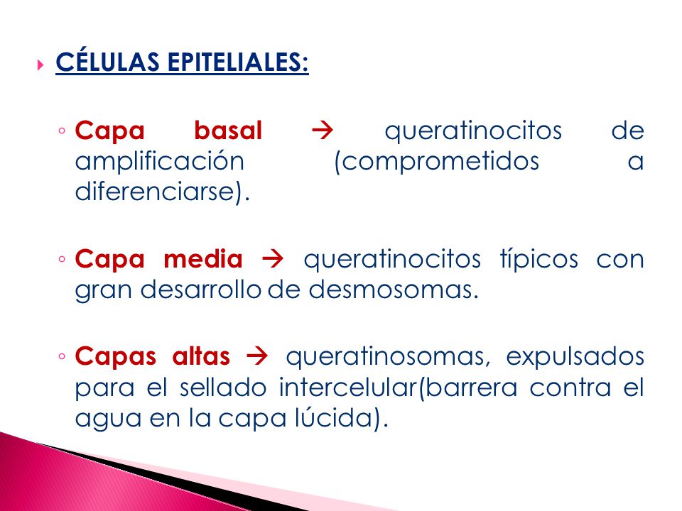 CÉLULAS EPITELIALES: Capa basal  queratinocitos de amplificación (comprometidos a diferenciarse).
