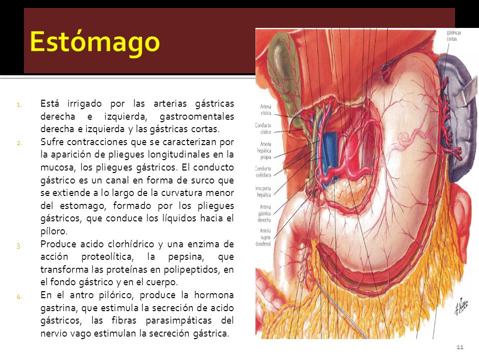 Estómago Está irrigado por las arterias gástricas derecha e izquierda, gastroomentales derecha e izquierda y las gástricas cortas.