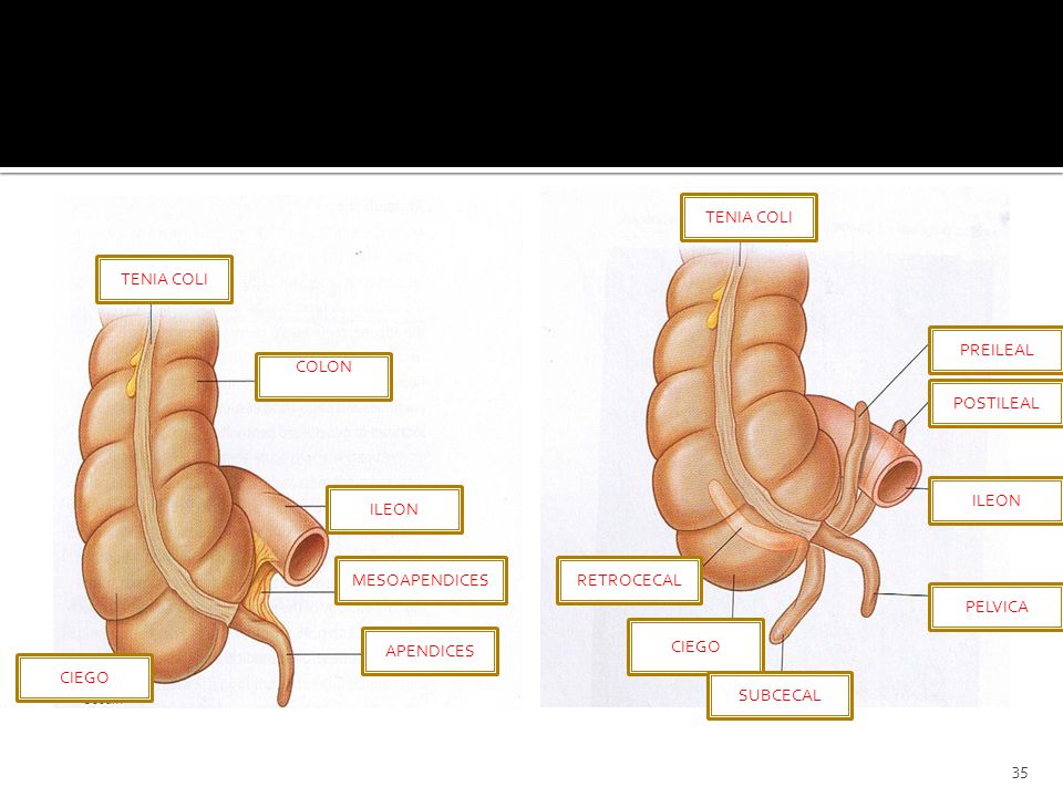 TENIA COLI TENIA COLI. PREILEAL. COLON ASCENDENTE. POSTILEAL. ILEON. ILEON. MESOAPENDICES. RETROCECAL.