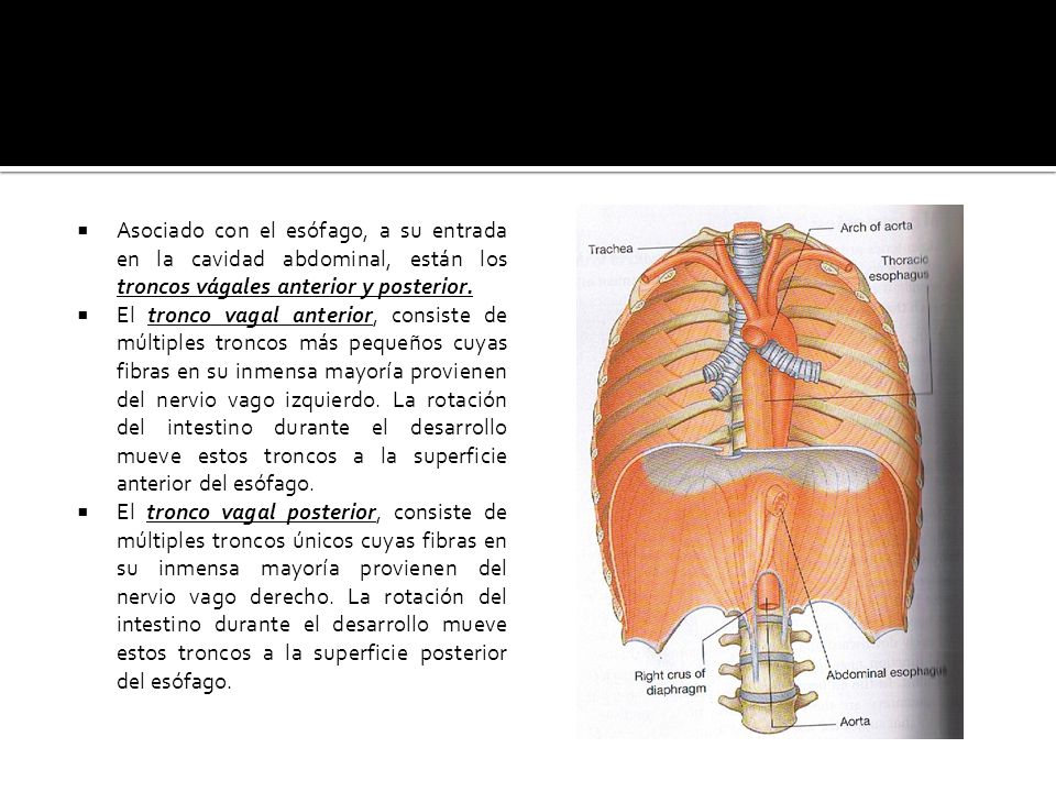 Asociado con el esófago, a su entrada en la cavidad abdominal, están los troncos vágales anterior y posterior.
