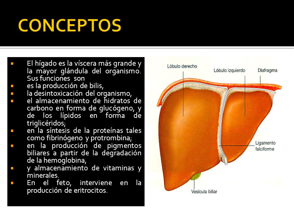 CONCEPTOS El hígado es la víscera más grande y la mayor glándula del organismo. Sus funciones son.