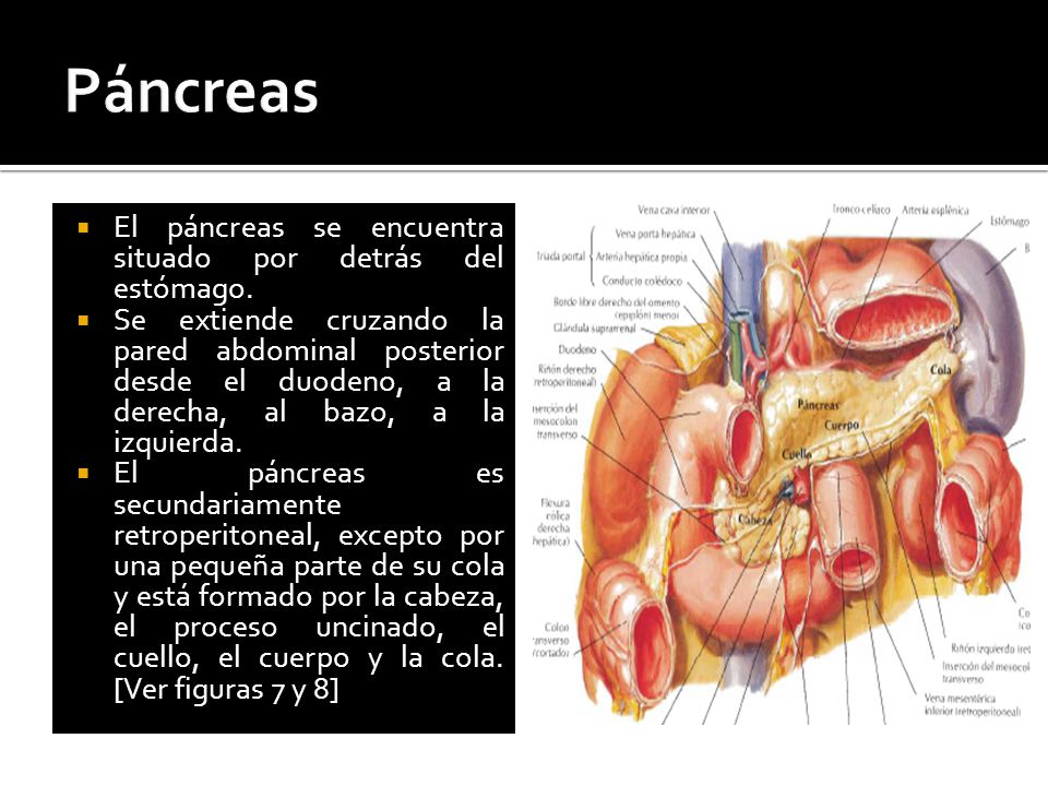 Páncreas El páncreas se encuentra situado por detrás del estómago.