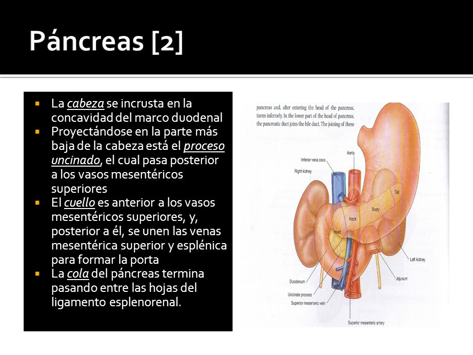 Páncreas [2] La cabeza se incrusta en la concavidad del marco duodenal
