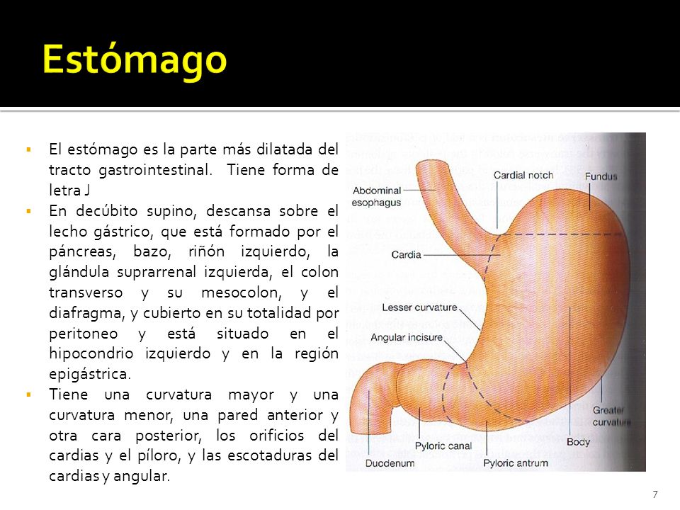 Estómago El estómago es la parte más dilatada del tracto gastrointestinal. Tiene forma de letra J.