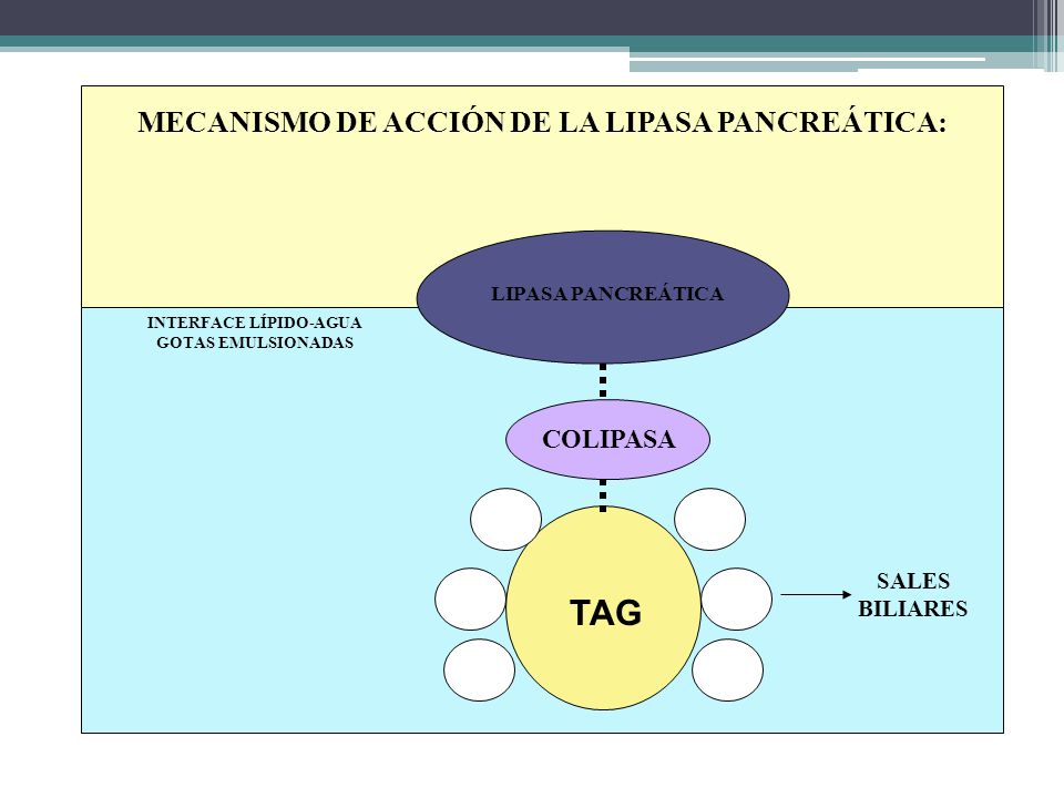 TAG MECANISMO DE ACCIÓN DE LA LIPASA PANCREÁTICA: COLIPASA