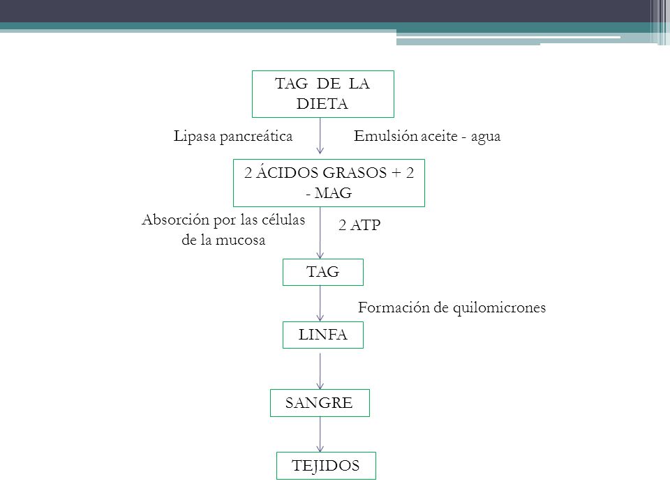 Absorción por las células de la mucosa TAG DE LA DIETA