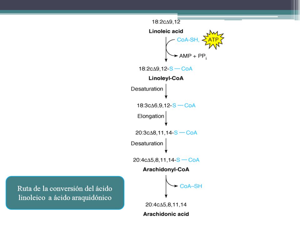 Ruta de la conversión del ácido linoleico a ácido araquidónico