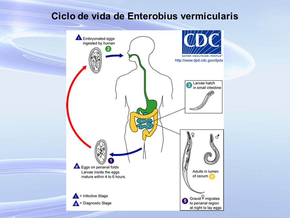 Ciclo de vida de Enterobius vermicularis