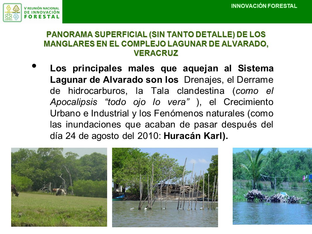 PANORAMA SUPERFICIAL (SIN TANTO DETALLE) DE LOS MANGLARES EN EL COMPLEJO LAGUNAR DE ALVARADO, VERACRUZ