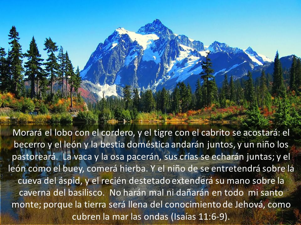 Morará el lobo con el cordero, y el tigre con el cabrito se acostará: el becerro y el león y la bestia doméstica andarán juntos, y un niño los pastoreará.