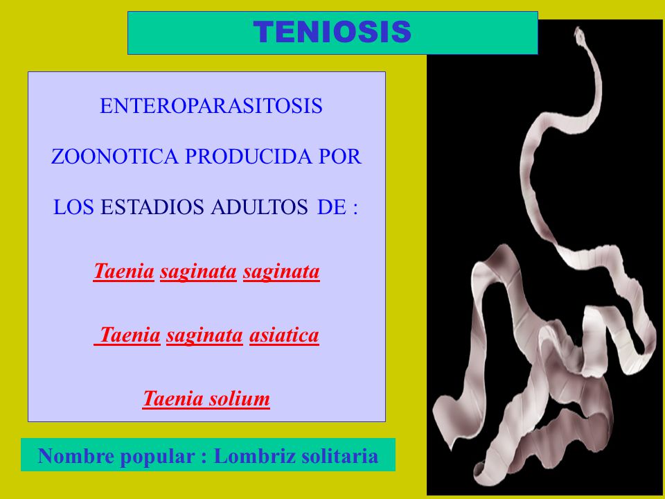TENIOSIS ENTEROPARASITOSIS ZOONOTICA PRODUCIDA POR LOS ESTADIOS ADULTOS DE : Taenia saginata saginata.