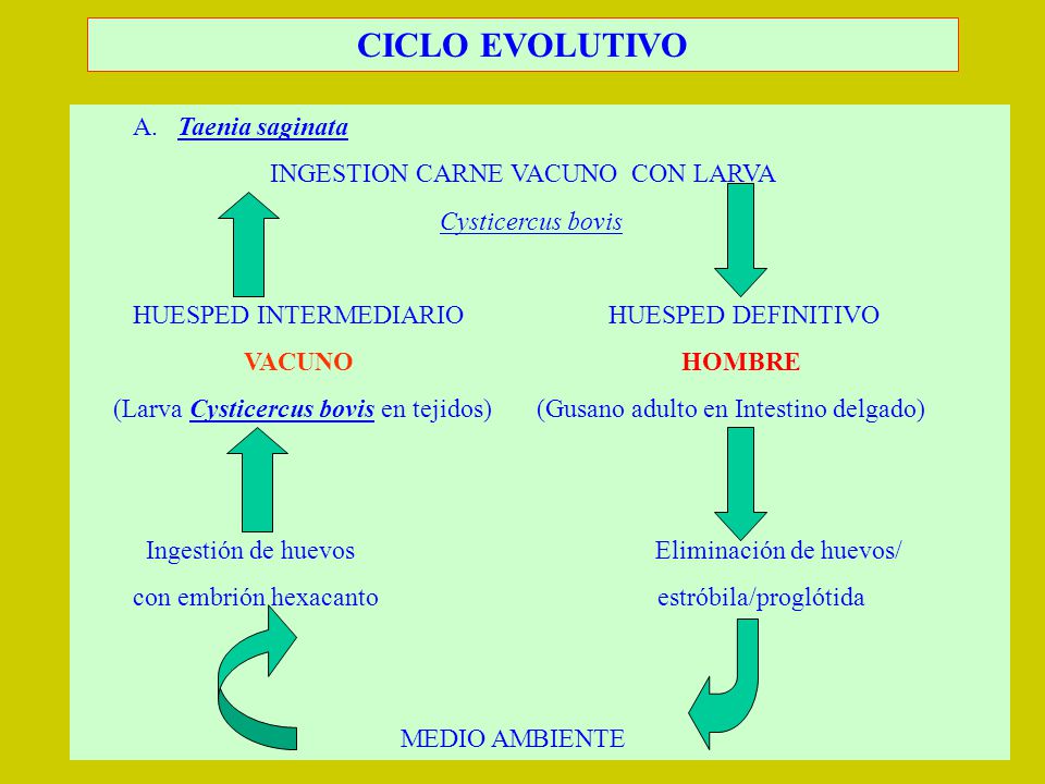 CICLO EVOLUTIVO A. Taenia saginata INGESTION CARNE VACUNO CON LARVA