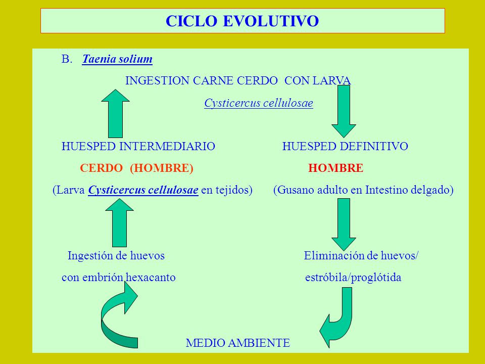 CICLO EVOLUTIVO B. Taenia solium INGESTION CARNE CERDO CON LARVA