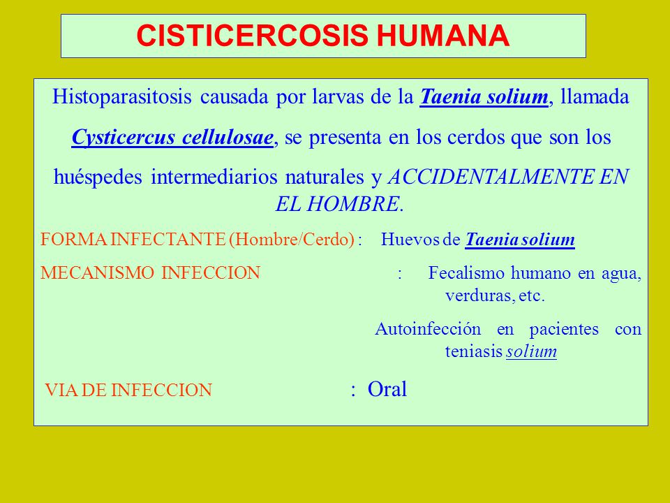 CISTICERCOSIS HUMANA Histoparasitosis causada por larvas de la Taenia solium, llamada. Cysticercus cellulosae, se presenta en los cerdos que son los.