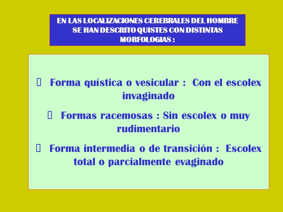 Ø Forma quística o vesicular : Con el escolex invaginado