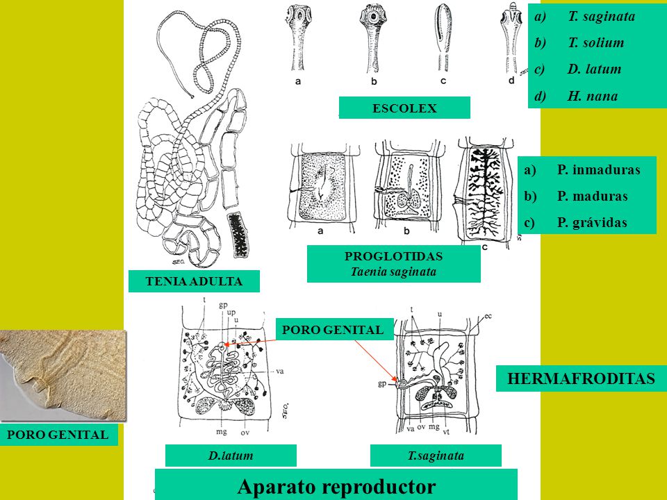 Aparato reproductor HERMAFRODITAS T. saginata T. solium D. latum