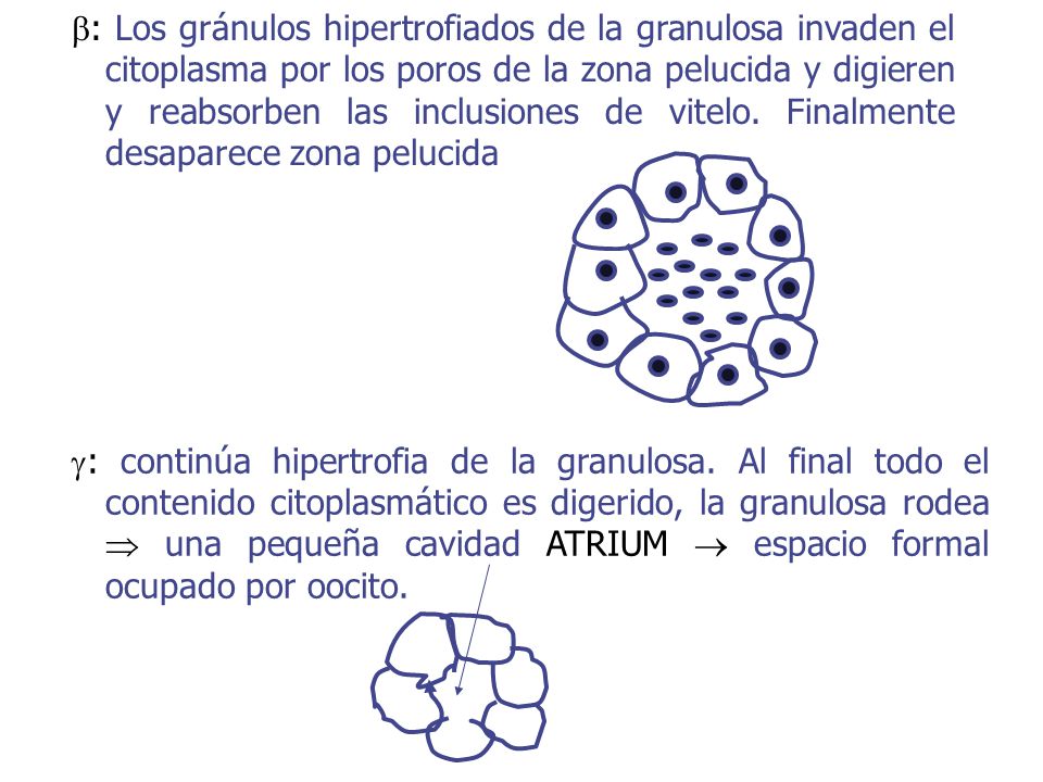 : Los gránulos hipertrofiados de la granulosa invaden el citoplasma por los poros de la zona pelucida y digieren y reabsorben las inclusiones de vitelo. Finalmente desaparece zona pelucida