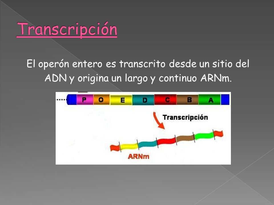 Transcripción El operón entero es transcrito desde un sitio del ADN y origina un largo y continuo ARNm.