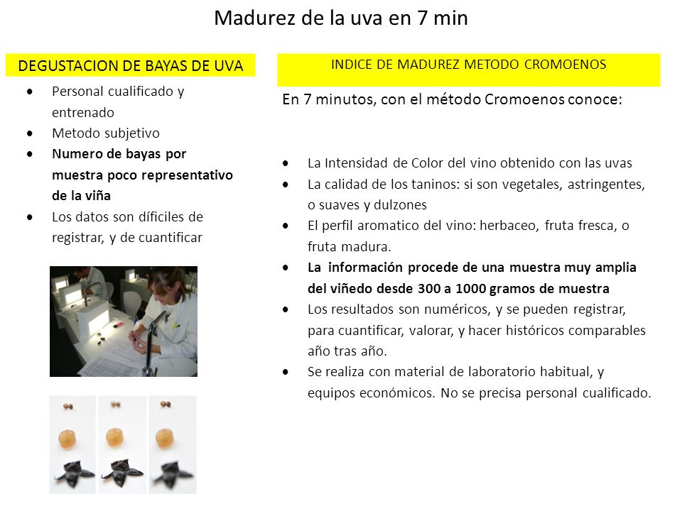 Madurez de la uva en 7 min DEGUSTACION DE BAYAS DE UVA