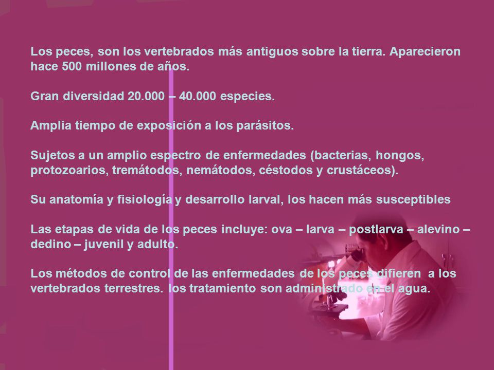 Los peces, son los vertebrados más antiguos sobre la tierra