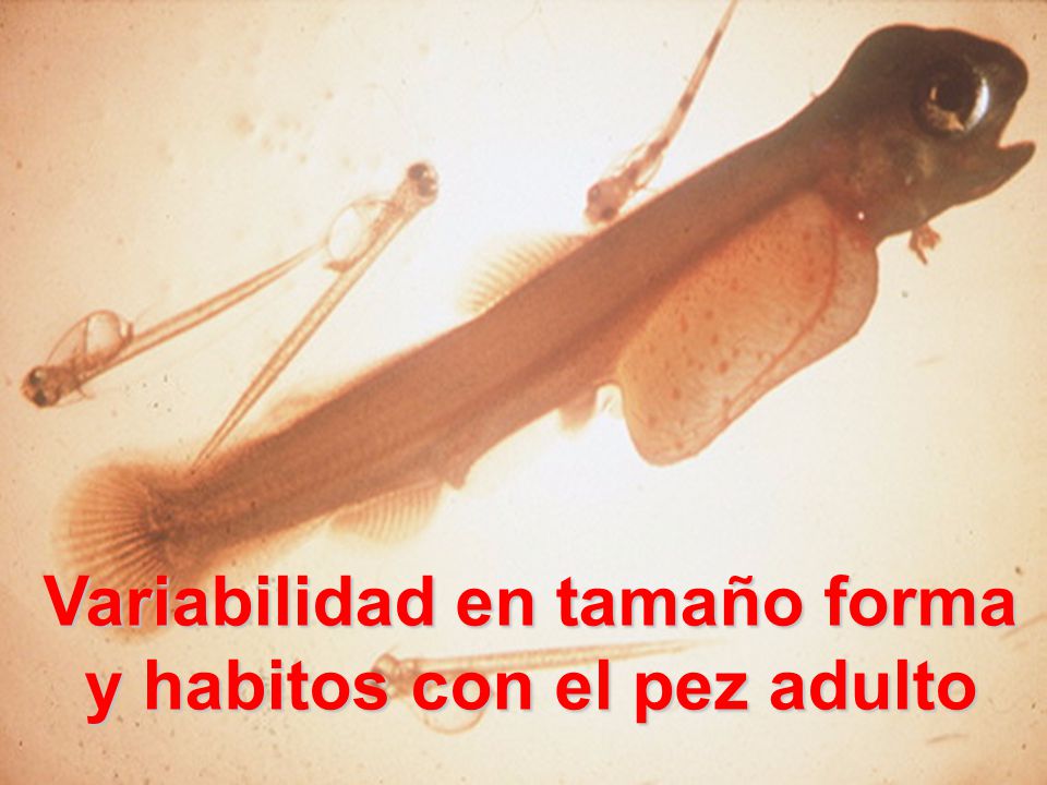 Variabilidad en tamaño forma y habitos con el pez adulto