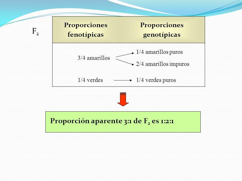 F2 Proporción aparente 3:1 de F2 es 1:2:1 Proporciones fenotípicas