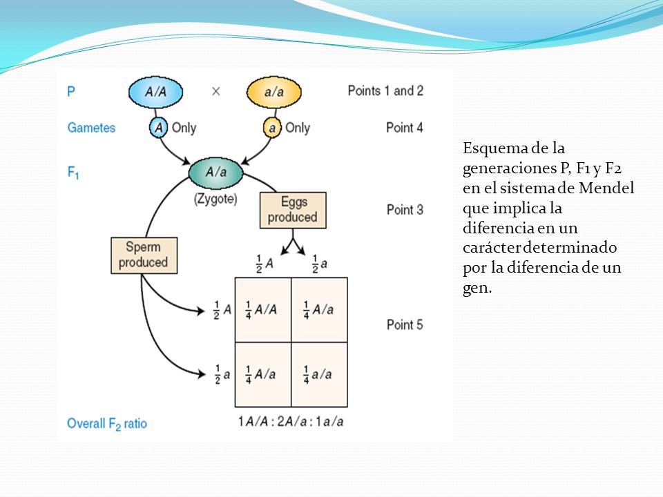 Esquema de la generaciones P, F1 y F2 en el sistema de Mendel que implica la diferencia en un carácter determinado por la diferencia de un gen.
